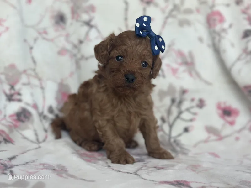 Delilah – Cavapoo, Poodle - Miniature  puppy for sale in Davenport, FL