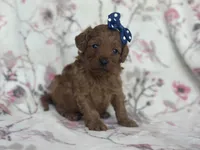 Delilah, a female Cavapoo and Poodle - Miniature  for sale in Davenport, FL – Photo 1 of 7