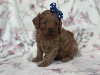 Delilah, a female Cavapoo and Poodle - Miniature  for sale in Davenport, FL – Photo 5 of 7