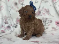 Delilah, a female Cavapoo and Poodle - Miniature  for sale in Davenport, FL – Photo 7 of 7