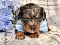 Squirrel, a male French Bulldog and Cockapoo for sale in Davenport, FL – 4 of 10