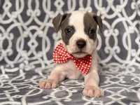 Rodeo , a male American Pit Bull Terrier and Cane Corso for sale in Davenport, FL – 5 of 10