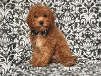 Romeo-price reduced , a male Cavapoo and Poodle - Toy  for sale in Davenport, FL – 5 of 10