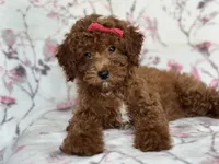 Mini-sale, a female Cavapoo and Poodle - Miniature  for sale in Davenport, FL – 6 of 10