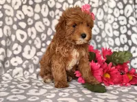 Brittney , a female Cavapoo and Poodle - Toy  for sale in Davenport, FL – 2 of 7