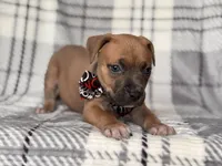 Buck, a male American Pit Bull Terrier and Cane Corso for sale in Davenport, FL – 2 of 10