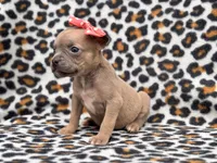 Stella, a female French Bulldog and American Pit Bull Terrier for sale in Davenport, FL – 4 of 10