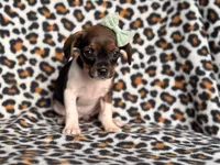 Beauty, a female French Bulldog and Cockapoo for sale in Davenport, FL – 9 of 10