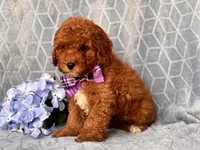 James, a male Cavapoo and Poodle - Toy  for sale in Davenport, FL – 5 of 10