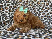 Baby, a female Cockapoo and Poodle - Toy  for sale in Davenport, FL – 3 of 10