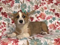 Rue, a female Pembroke Welsh Corgi for sale in Davenport, FL – 2 of 9