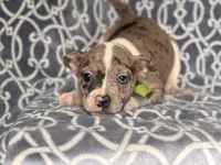 Charlie, a male French Bulldog and American Pit Bull Terrier for sale in Davenport, FL – 3 of 9