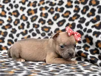 Stella, a female French Bulldog and American Pit Bull Terrier for sale in Davenport, FL – 5 of 10