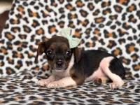 Beauty, a female French Bulldog and Cockapoo for sale in Davenport, FL – 2 of 10