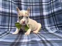 Charlie, a male French Bulldog and American Pit Bull Terrier for sale in Davenport, FL – 7 of 10