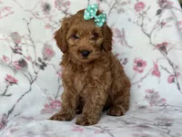 Barbie, a female Cockapoo and Poodle - Toy  for sale in Davenport, FL – 5 of 9