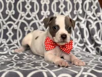 Rodeo , a male American Pit Bull Terrier and Cane Corso for sale in Davenport, FL – 9 of 10