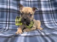Scout, a male French Bulldog and American Pit Bull Terrier for sale in Davenport, FL – 3 of 10