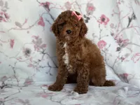 Mini-sale, a female Cavapoo and Poodle - Miniature  for sale in Davenport, FL – 8 of 8