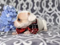 Mouse, a male French Bulldog and Cockapoo for sale in Davenport, FL – 5 of 10