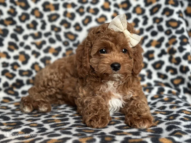 Georgia  – Cavapoo, Poodle - Miniature  puppy for sale in Davenport, FL