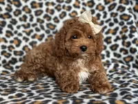 Georgia , a female Cavapoo and Poodle - Miniature  for sale in Davenport, FL – 1 of 10