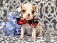 Mouse, a male French Bulldog and Cockapoo for sale in Davenport, FL – 2 of 10