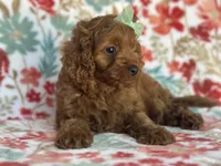 Delilah, a female Cavapoo and Poodle - Miniature  for sale in Davenport, FL – 5 of 8