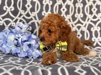 Romeo, a male Cavapoo and Poodle - Toy  for sale in Davenport, FL – 6 of 10