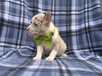 Charlie, a male French Bulldog and American Pit Bull Terrier for sale in Davenport, FL – 8 of 10