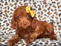 Poppy, a female Cavapoo and Poodle - Miniature  for sale in Davenport, FL – 7 of 10