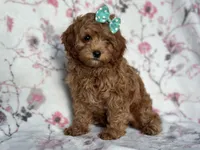 Joy, a female Cavapoo and Poodle - Miniature  for sale in Davenport, FL – 5 of 10