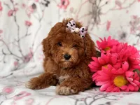 Rosie, a female Poodle - Miniature  for sale in Davenport, FL – 8 of 10