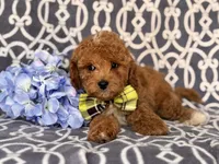Romeo, a male Cavapoo and Poodle - Toy  for sale in Davenport, FL – 7 of 10