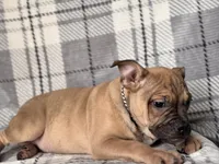 Scout-price reduced , a male French Bulldog and American Pit Bull Terrier for sale in Davenport, FL – 3 of 10