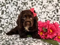 Jewel, a female Cocker Spaniel for sale in Davenport, FL – 10 of 10