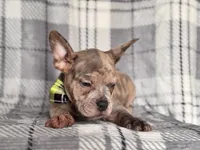 Tigger, a male French Bulldog and American Pit Bull Terrier for sale in Davenport, FL – 8 of 10