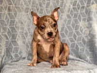 Buster-price reduced , a male French Bulldog and American Pit Bull Terrier for sale in Davenport, FL – 7 of 10