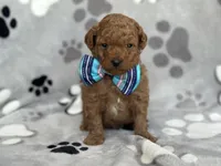 Jameson, a male Cavapoo and Poodle - Miniature  for sale in Davenport, FL – Photo 6 of 6