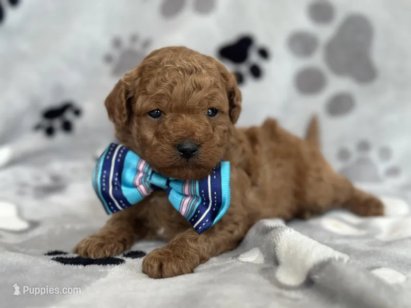 Jameson – Cavapoo, Poodle - Miniature  puppy for sale in Davenport, FL