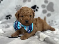 Jameson, a male Cavapoo and Poodle - Miniature  for sale in Davenport, FL – Photo 1 of 6