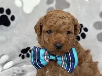 Jameson, a male Cavapoo and Poodle - Miniature  for sale in Davenport, FL – Photo 2 of 6