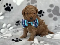 Jameson, a male Cavapoo and Poodle - Miniature  for sale in Davenport, FL – Photo 5 of 6