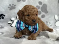 Jameson, a male Cavapoo and Poodle - Miniature  for sale in Davenport, FL – Photo 4 of 6