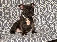 Camo-price reduced, a male French Bulldog and American Pit Bull Terrier for sale in Davenport, FL – 10 of 10