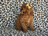 Polly-sale, a female Cavapoo and Poodle - Miniature  for sale in Davenport, FL – 4 of 5