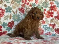 Delilah, a female Cavapoo and Poodle - Miniature  for sale in Davenport, FL – 6 of 8