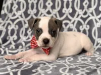 Rodeo , a male American Pit Bull Terrier and Cane Corso for sale in Davenport, FL – 2 of 10