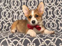 Max, a male Pembroke Welsh Corgi for sale in Davenport, FL – 4 of 10