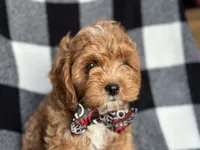 Curious, a male Cavapoo and Poodle - Miniature  for sale in Davenport, FL – 1 of 9